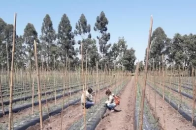Avanzan en el manejo sostenible del pimiento