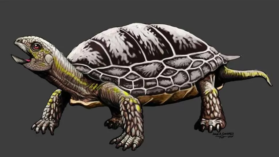 WALUCHELYS. La nueva especie está entre las más antiguas de América. 