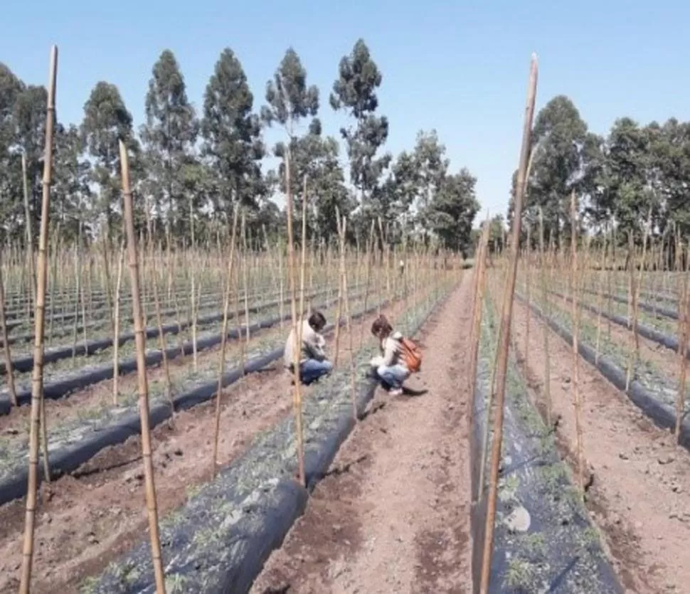 CONTROL. Se monitorearon artrópodos (plagas y benéficos) en el pimiento.  