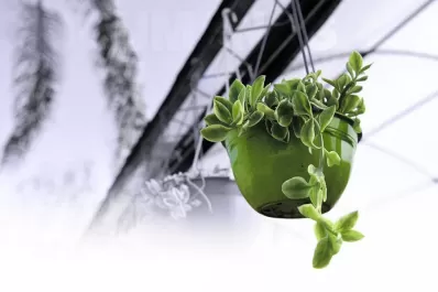 Tres pasos para que tus plantas se luzcan en primavera