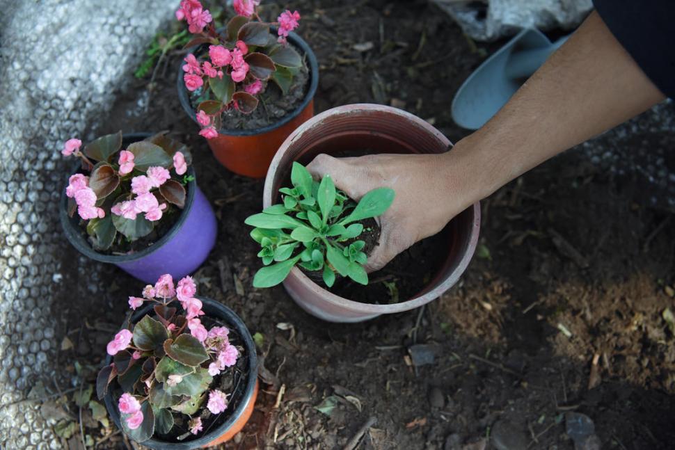 Tres pasos para que tus plantas se luzcan en primavera