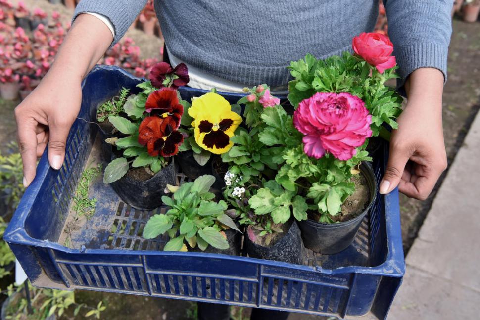 COLOR Y ALEGRÍA. Una vez que tengas la tierra renovada y con los nutrientes recuperados, los plantines te permitirán un cambio de look jardinero instantáneo.