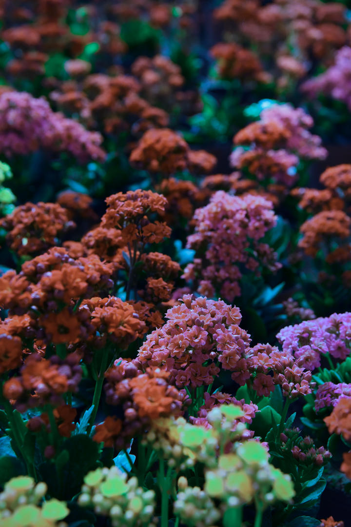 Tres pasos para que tus plantas se luzcan en primavera