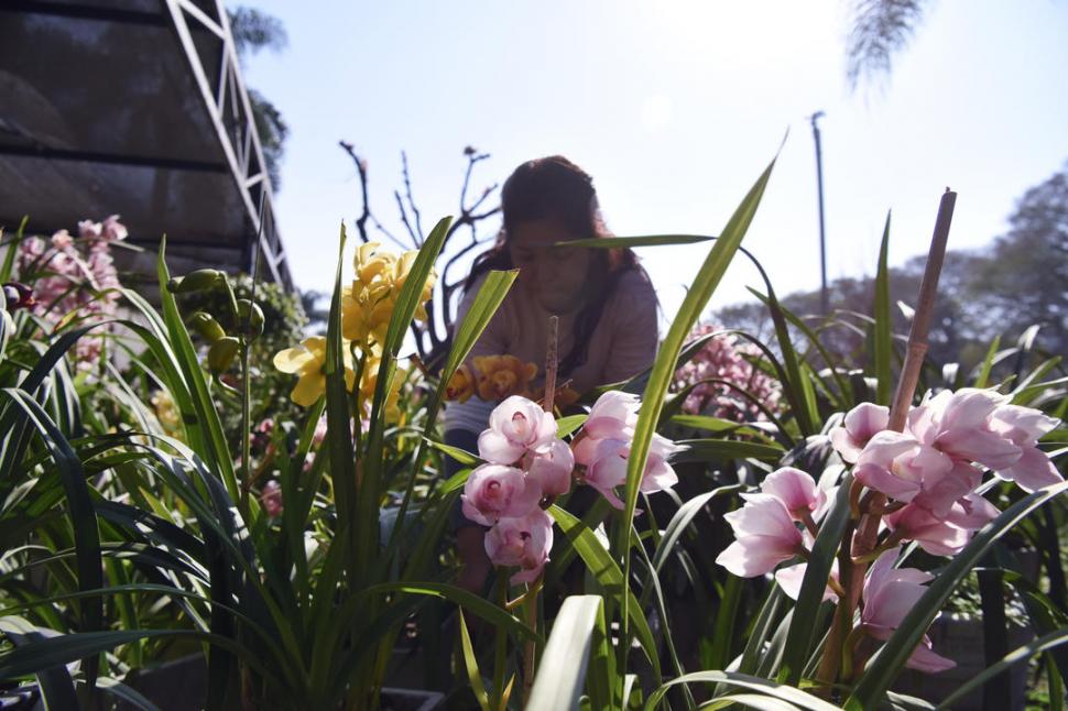 Tres pasos para que tus plantas se luzcan en primavera