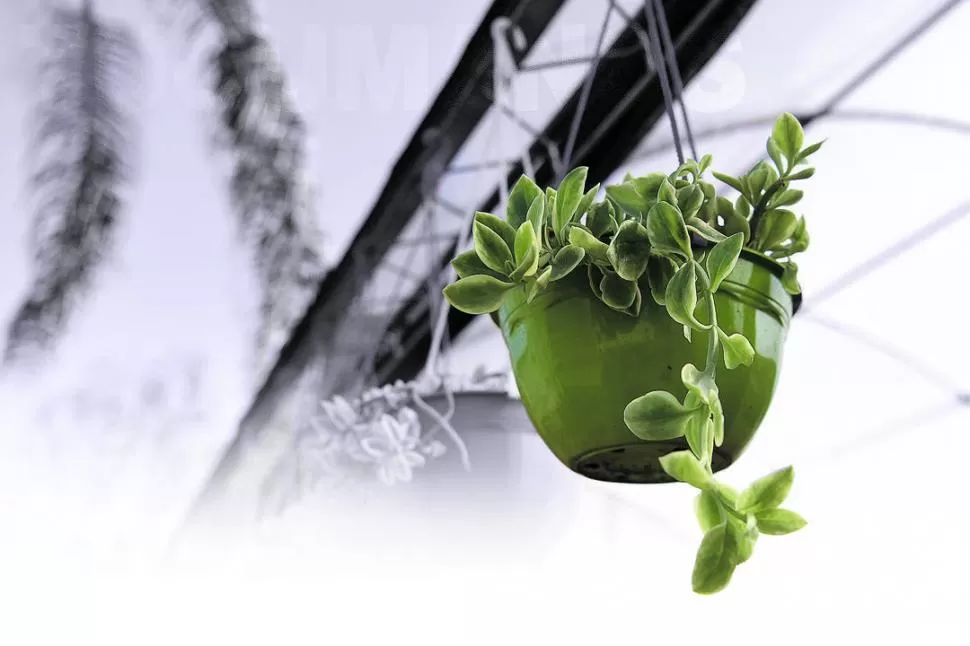 COLOR Y ALEGRÍA. Una vez que tengas la tierra renovada y con los nutrientes recuperados, los plantines te permitirán un cambio de look jardinero instantáneo. 