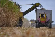 En esta zafra se producirá alrededor de 1,47 millón de toneladas de azúcar físico y para alcohol