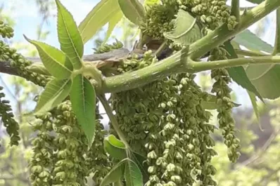 Disertarán en la Estación Experimental sobre arándanos y alternativas frutales