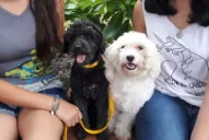 Recomendaciones para cuidar las mascotas frente al coronavirus en Tucumán