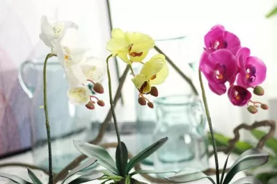En el jardín: orquídeas para principiantes