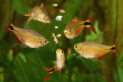 Un gusano, fuente alimenticia de proteínas