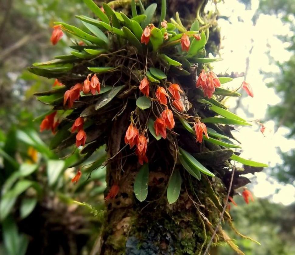 En el jardín: orquídeas para principiantes
