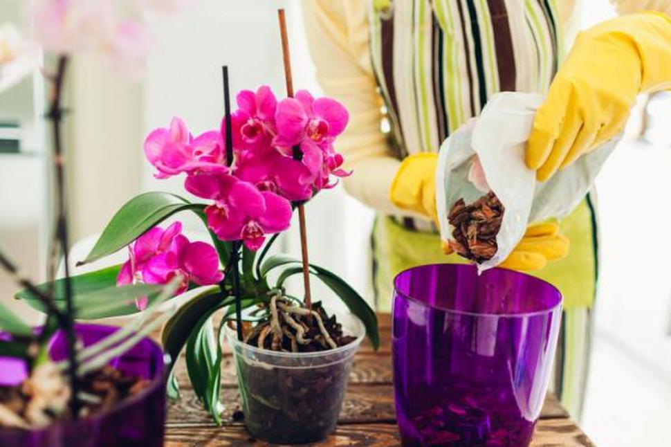En el jardín: orquídeas para principiantes