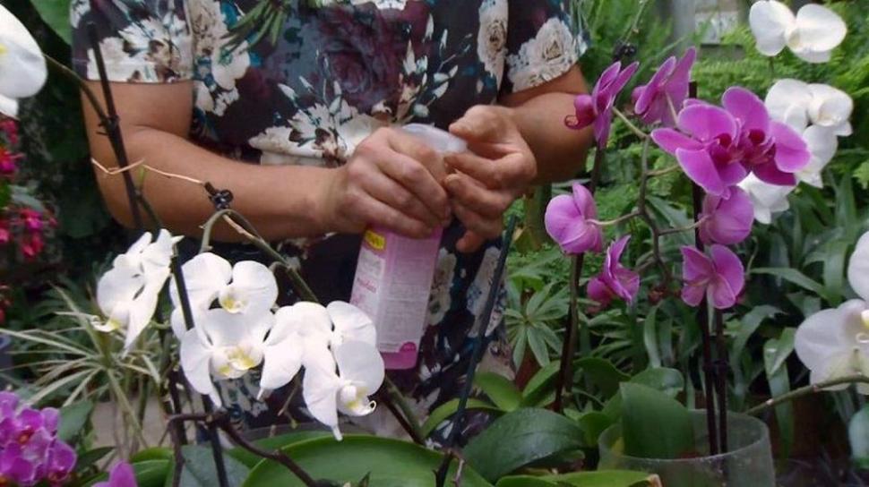 En el jardín: orquídeas para principiantes