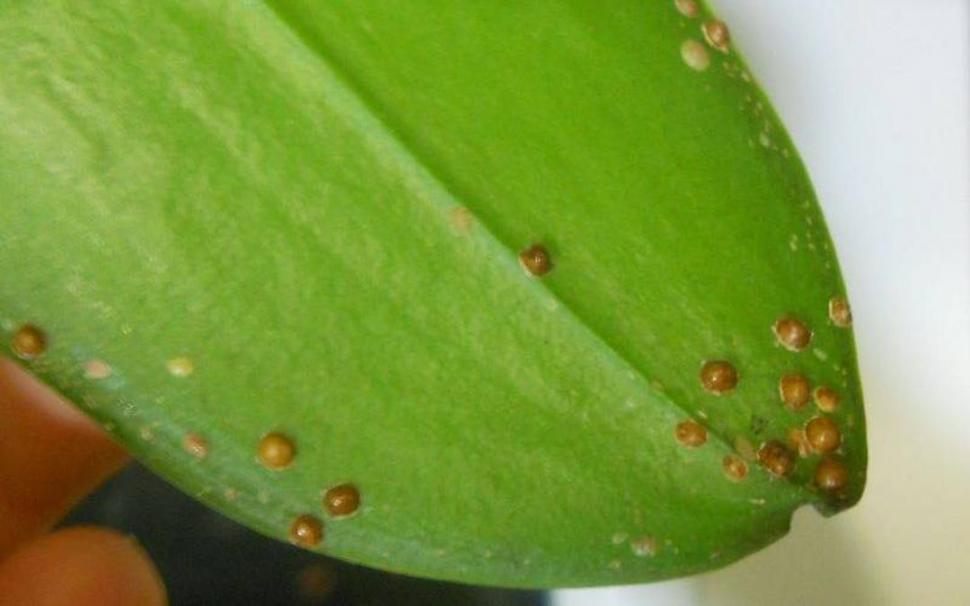 En el jardín: orquídeas para principiantes