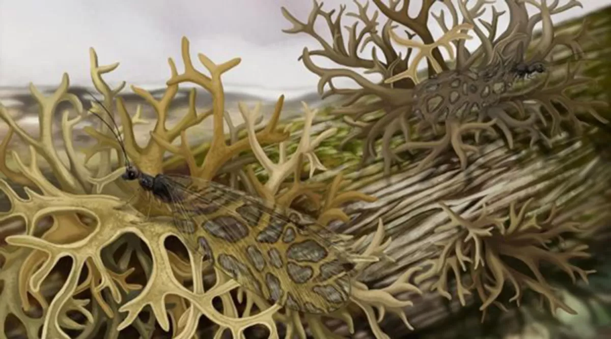 Una reconstrucción ecológica de una crisopa de 165 millones de años que imita un liquen que existió durante el mismo período de tiempo.