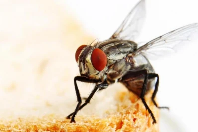 Revelan los secretos de la visión de las moscas que les permiten ese vuelo único