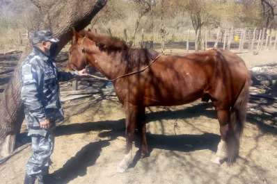 Investigan el robo de un caballo peruano valuado en $80.000