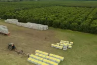 El consumo de limón en China está creciendo y eso genera expectativas para el citrus tucumano