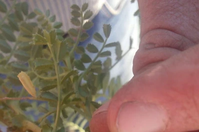 Atención a las plagas en las fases críticas del garbanzo