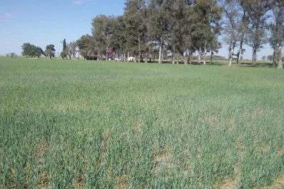 Consideraciones de la Eeaoc: “Habrá inconvenientes para conseguir buen trigo”