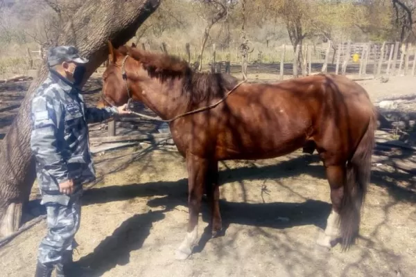Recuperan un caballo robado al que pretendían vender