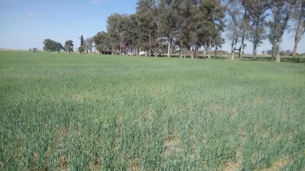 ANÁLISIS. Se ven plantas chicas de trigo, sin macollos, con amarillamientos basales afectados por la sequía y por el frío.  