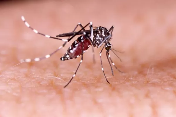 Cómo actuar ante un posible brote de dengue