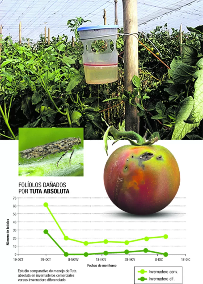 Trampas de feromonas: buena opción ante la polilla del tomate