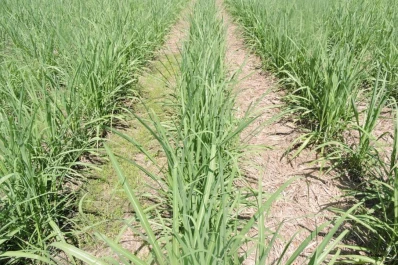 Teleconferencias de la Eeaoc: conservar el RAC ayuda al control de malezas