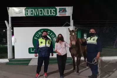 Encontraron a Bayito, el caballo robado de un centro de equinoterapia