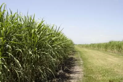 Difundirán características de nuevas variedades de caña desarrolladas por la Eeaoc