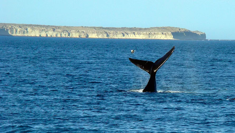 MARAVILLA. Puerto madryn será uno de los recorridos virtuales que ofrecerá el Instituto Nacional de Promoción Turística, desde su cuenta de Instagram, @VisitArgentina.