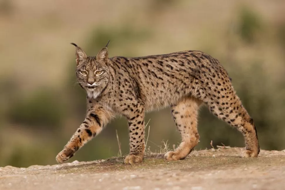 LINCE IBÉRICO. Una de las especies que pudo ser salvada y no se extinguió. 