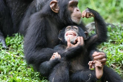 Descubren que los chimpancés pueden sufrir de por vida si quedan huérfanos