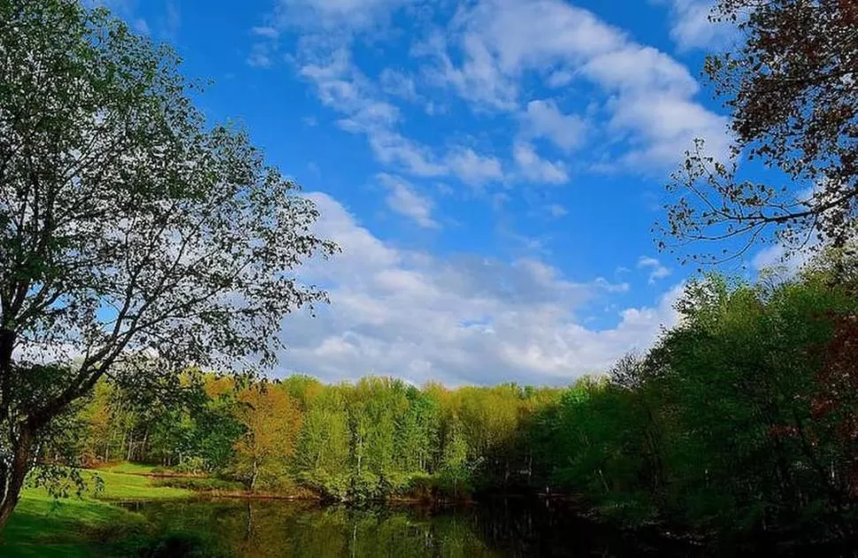 COLORES BRILLANTES. Los azules y verdes en la naturaleza responden al mecanismo del color estructural. 