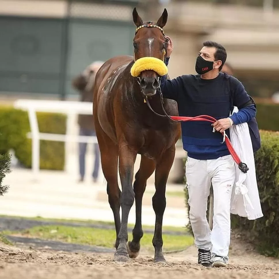 RUMBO AL STUD. Sarfo es llevado por su peón. Foto de Archivo