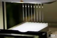 Un científico argentino trabaja en el desarrollo de una vacuna oral contra el coronavirus