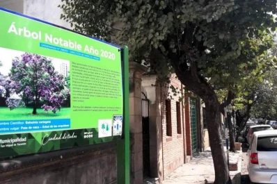 Un grupo de bahuinias son “árbol notable” de la ciudad