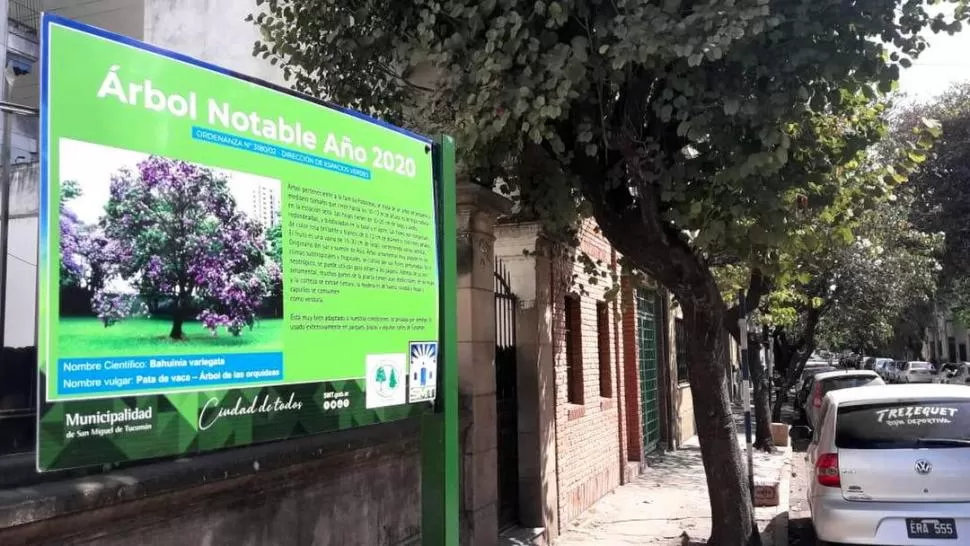 PASAJE GARCÍA. El cartel nomenclador con el reconocimiento y los ejemplares de bahuinas en las veredas. 