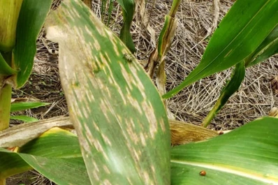 Altos niveles de severidad de la “mancha por Cercospora”