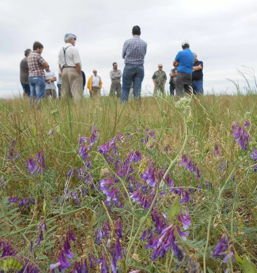 AUGE. En los últimos años se introdujeron cultivos de servicios en invierno. 