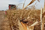 Sectores agropecuarios criticaron la restricción para exportar maíz