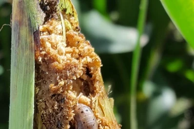 Aconsejan monitorear antes de definir una aplicación