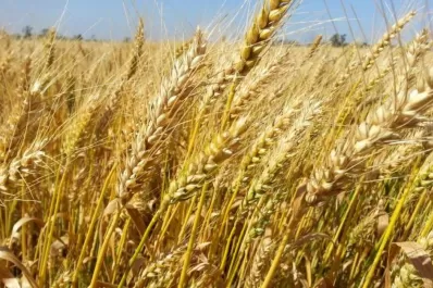 El Ministerio de Agricultura aprobó la tecnología HB4, de trigo resistente a sequía