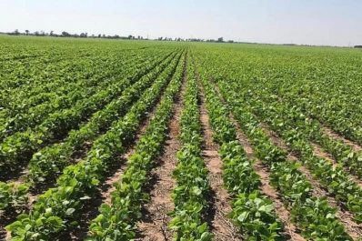 Syngenta adquirió Valagro, líder en productos biológicos