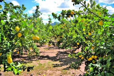 Campaña citrícola 2020/21: Senasa anunció la inscripción al curso de Monitoreador de Campo