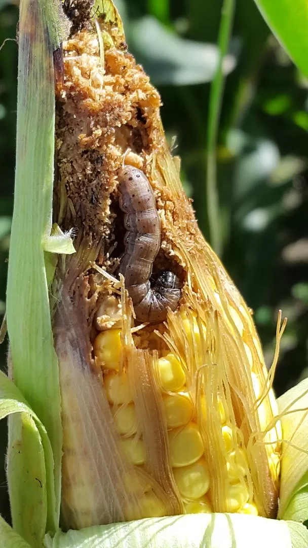 ALERTA. Se vio mayor presencia de podoptera frugiperda en las espigas.  