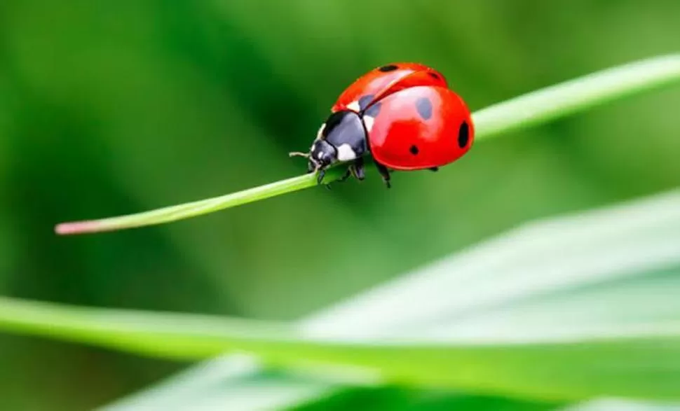 GRAN ALIADA. La marquita come otros insectos que sí son plaga, como la arañuela, los trips y los pulgones; es una gran defensora de huertas. 