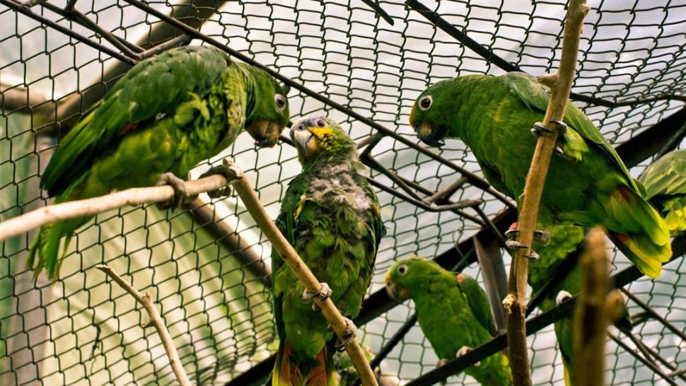 FUERA DE SU ESPACIO. Los loros no deben ser mantenidos en cautiverio. 