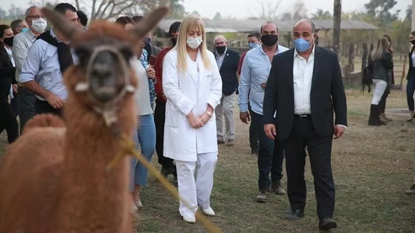 Manzur en una visita al centro de experimentación con suero de llama para tratar el coronavirus.